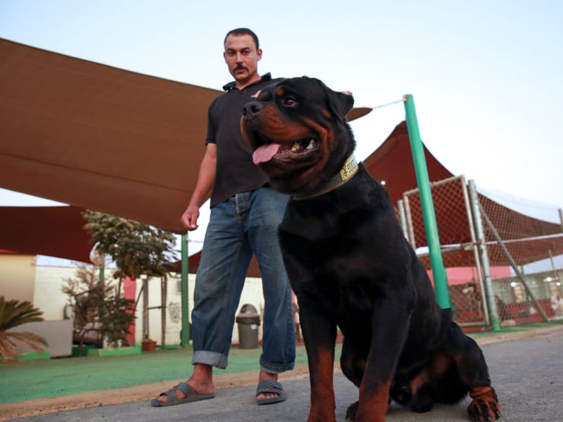 A mixture of obedience and keen instinct makes the Rottweiler the ninth most intelligent dog breed. They are also very adaptive and make great guard dogs - as well as gentle and respectful family pets.