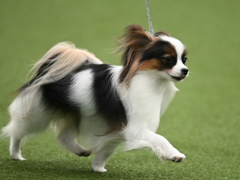 Large dogs have dominated the list so far - tending to be more intelligent than smaller breeds - but tiny dogs don't always have tiny brains. The tiny Papillon is proof of that, being the cleverest of the more diminuative pooches. They are responsive, obedient and are regularly take top spot in agility trials at dog shows.