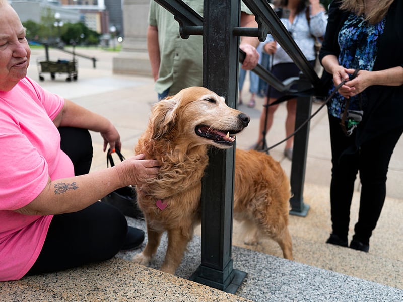 As intelligent as they are friendly (very!), Golden Retrievers are perfect as seeing dogs and search-and-rescue dogs due to their obedience, big brains and dedication to tasks. 