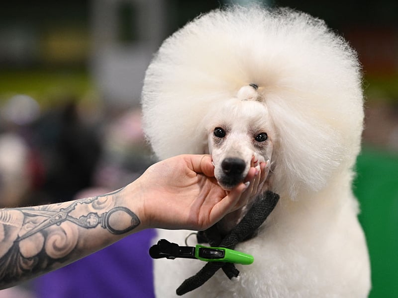 Don't let their curly hair, high-fashion looks and cute demeanor fool you - Poodles have a razor-sharp brain second only to the Border Collie. Whatever size you choose - Standard, Miniature and Toy - these furballs are hugely smart, making great service and therapy dogs.