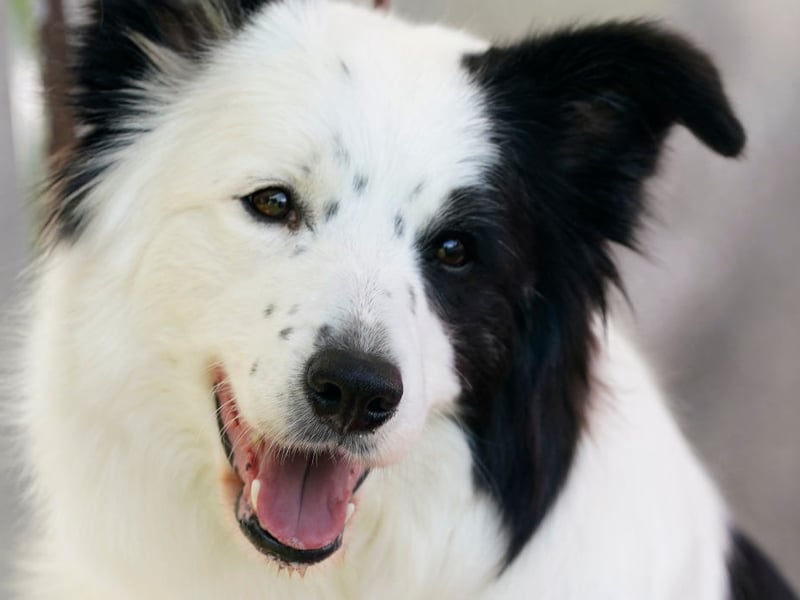 Of the canine masterminds, the Border Collie is the undisputed top dog when it comes to intelligence. Commonly utilised to herd sheep, that's just the tip of the iceberg when it comes to their sky-high doggy IQ. They can learn a huge number of words and commands, and can turn their paws to an impressive range of jobs and tasks. 