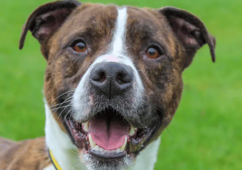 Oscar is on the lookout for an active, fun-loving home that can keep up with his zest for life! He’s a lively boy who absolutely loves being out and about, so his ideal adopters will enjoy walks, adventures, and keeping busy together. He would be best suited to a home with older teens, who can understand when he needs a little space and respect his boundaries.