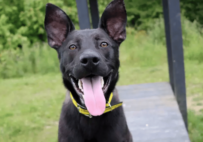 Levi is ready to find his forever home with a family who can provide him with the company that he adores and the activities that he loves. He’d love for his family to be passionate about dog training as he’s keen to learn and further his skills. Toy time and mind activity games will also be a good outlet for this clever, energetic lad, and a garden would be a great area for these.