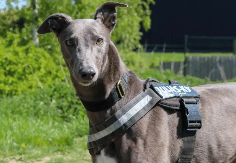 Mel is looking for a kind, understanding home where she can feel safe, supported, and truly part of the family. She would suit a home with secondary school aged children, who can respect her space while also enjoying her company. Mel can live with dogs of a similar size, and having a calm, friendly canine companion could really help her build confidence.
