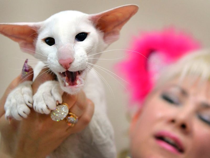 Lean, agile, and extremely curious, Oriental Shorthairs rarely stay still. They enjoy climbing, investigating everything, and are fascinated by new people - often wanting to make friends.. Their intelligence and sociable personality fuel their sometimes exhaustingly energetic behavior.