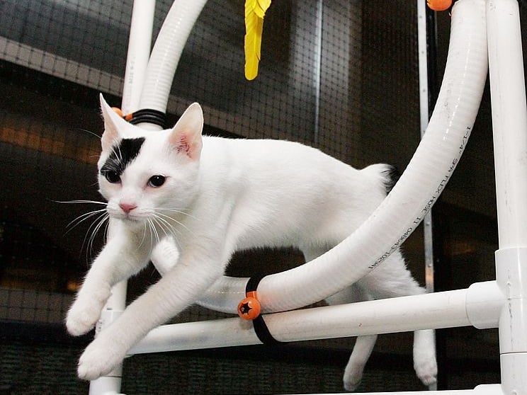 Japanese Bobtails are lively, intelligent cats with playful, outgoing personalities. They enjoy fetching toys, exploring homes, and interacting socially with families, maintaining energetic behavior well into their golden years.