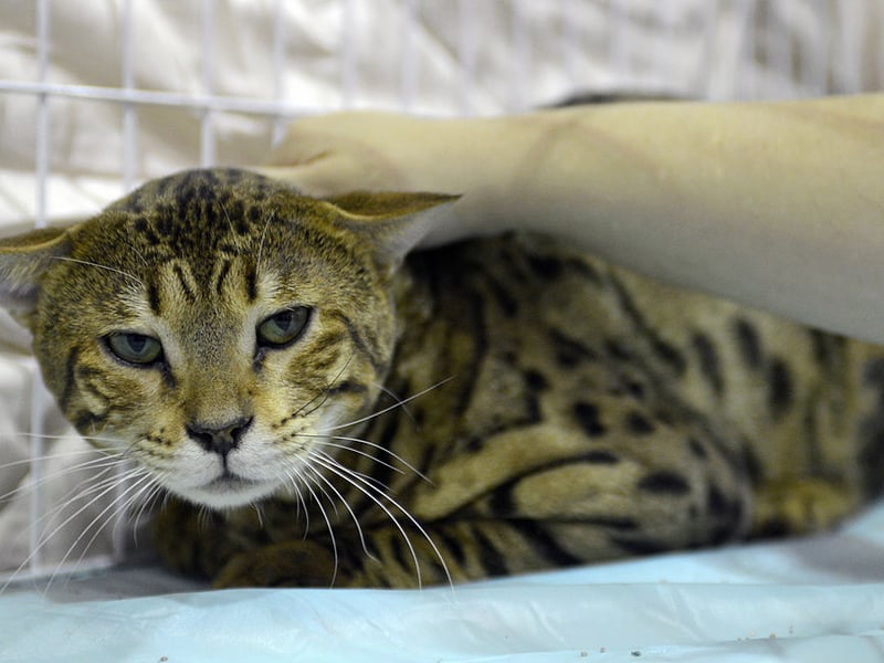 The Savannah Cats has yet to find a structure it's not been able to scale and can clear entire sofas with single leaps. This is another cat that needs plenty of interactive play sessions before they'll ever consider a nap.