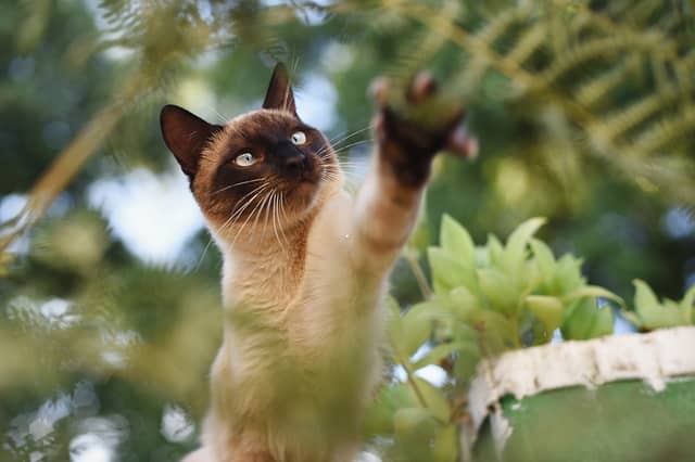 Energetic breeds of cat like the Siamese are always looking for adventures.