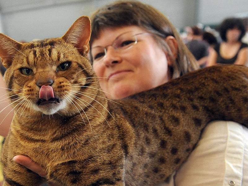 Ocicats are muscular, confident, and highly interactive cats needing regular stimulation. Their playful nature, love of climbing, and eagerness for games make them excellent companions for active households and families who have enough energy to keep up with them.