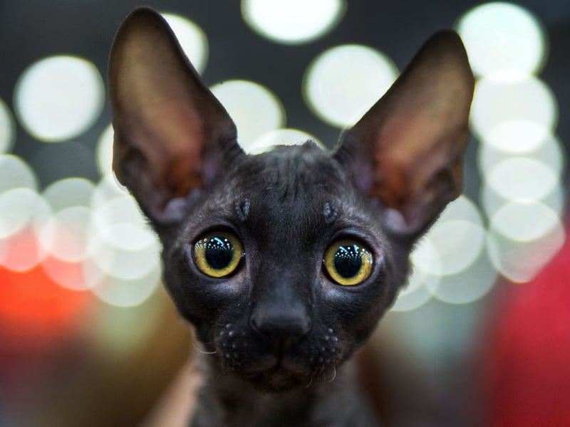 Known for playful antics and speed, Cornish Rex cats behave almost kitten-like throughout adulthood. They love chasing toys, performing acrobatic jumps, and staying involved in household activities constantly and enthusiastically.