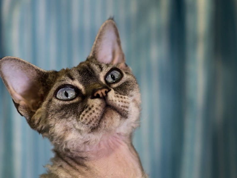 Devon Rex cats are mischievous, affectionate, and endlessly playful. They enjoy climbing onto shoulders, darting through rooms, and inventing games, making them entertaining companions with remarkably high daily energy levels.