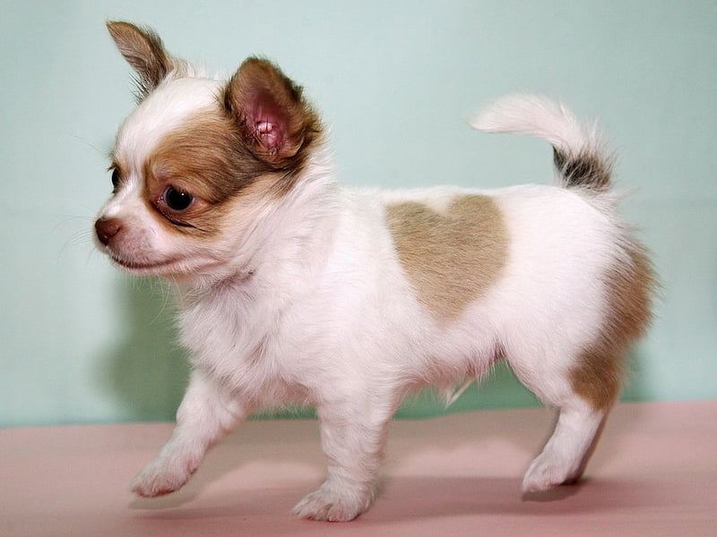 They may be small, but Chihuahuas can be fairly aggressive if their personal space is invaded and are liable to snap - a recipe for disaster for curious toddlers.