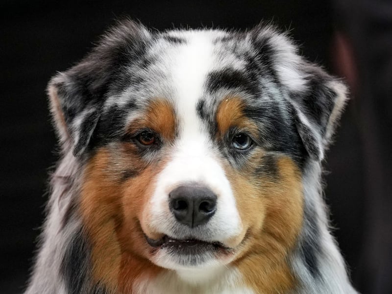 As the name suggests, Australian Shepherds were originally bred to herd sheep. One way they did this was to nip at the feet of the sheep, and its behaviour that they can now exhibit when young children are running around.