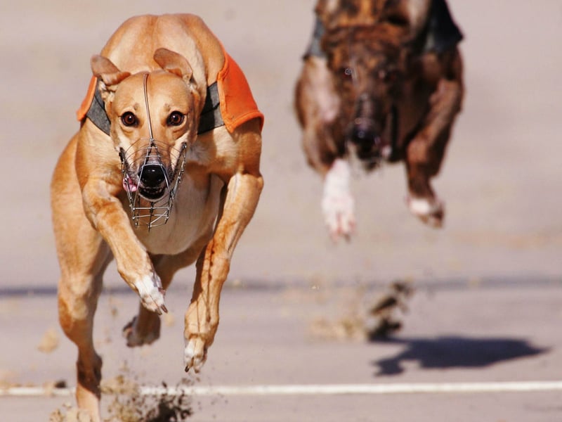 Greyhounds are a breed that like plenty of peace and quiet. The constant noise and activity of children can cause them to become anxious. 