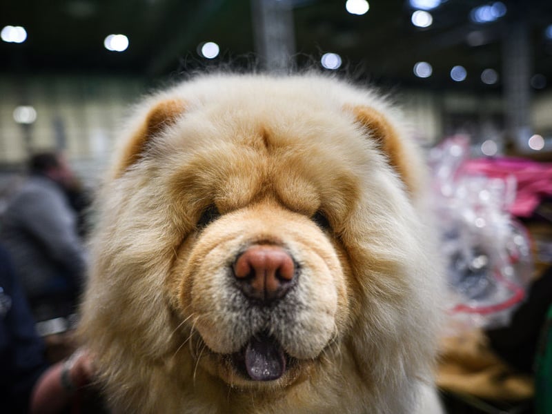 They may look like big cuddly teddy bears, but Chow Chows can become annoyed by children yelling and running around - potentially responding with aggression.