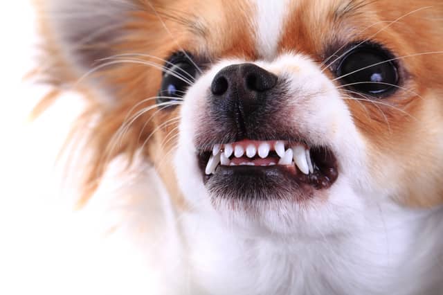 Would you leave this dog alone with your children?