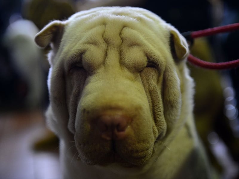 Seemingly designed to be cuddled, the Shar-Pei needs its own space and has an independent streak a mile long. If children don't respect its personal boundaries these dogs are likely to become pretty grumpy. 