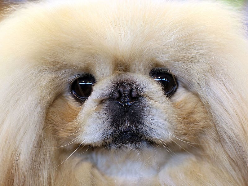 Another small dog that makes up for its tiny size by yapping and nipping, the Pekingese will not respond well to children interfering with its toys or manhandling them.