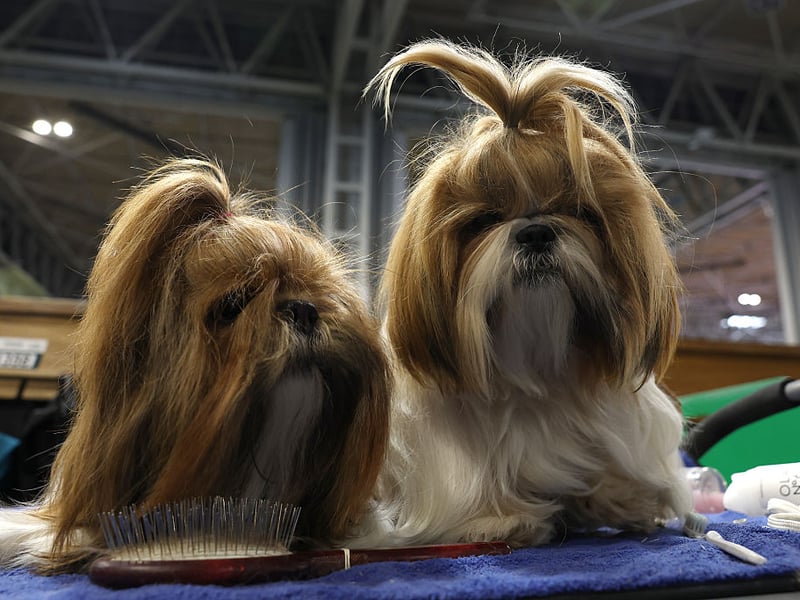 The Shih Tzu is a delicate breed that requires fairly gentle handling. They also tend to get under your feet, meaning that a slightly careless child can easily cause an accidental injury.