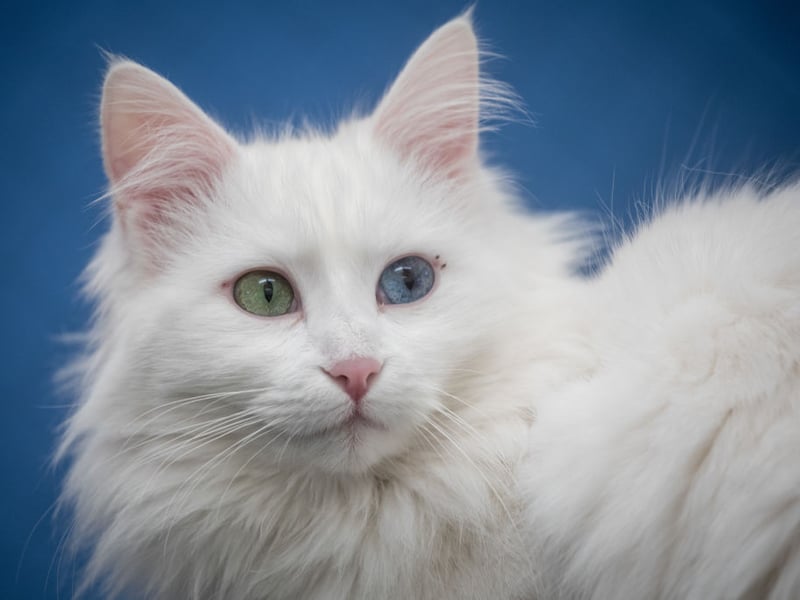 Originating near Lake Van in eastern Turkey - hence the name - this rare breed of cat is known for swimming ability and often having odd coloured eyes. This supremely affectionate breed generally weighs in at between 10–20 pounds.