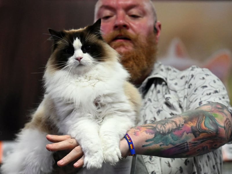First bred in California during the 1960s, Ragdolls are famous for relaxed temperaments and blue eyes - which makes them one of the most popular breed of pedigree cat. They often go limp when handled and, when they do, you'll feel their full weight of between 10–20 pounds.