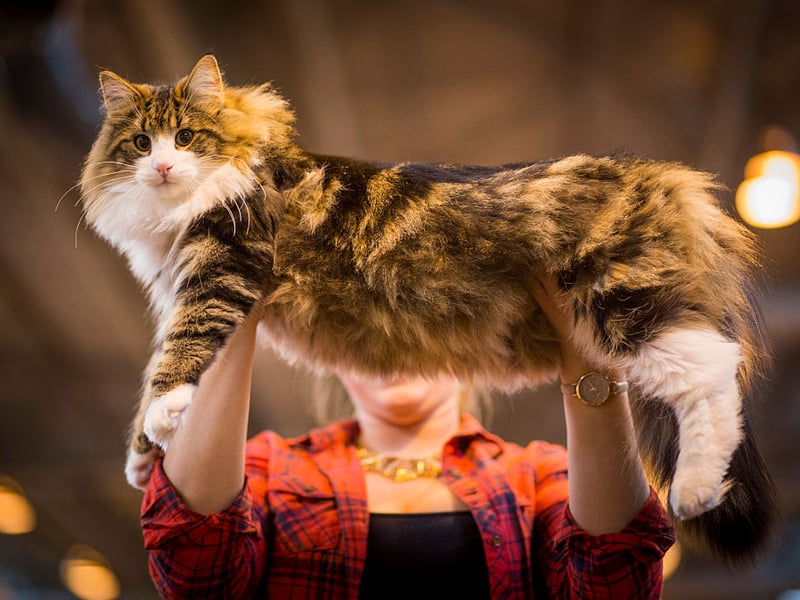 This ancient Scandinavian breed evolved naturally in harsh Nordic climates to have water-resistant coats and be excellent at climbing to hunt prey. An independent breed they tend to grow to around 12-16 pounds with the occasional large male reaching 18 pounds.