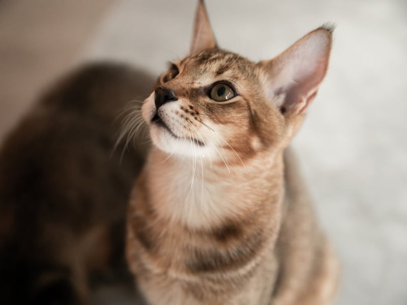 Created from domestic cats crossed with jungle cats, Chausies are a muscular and active breed with long and athletic legs. Adults can way as much as 25 pounds but more usually weigh in at 15–20 pounds.