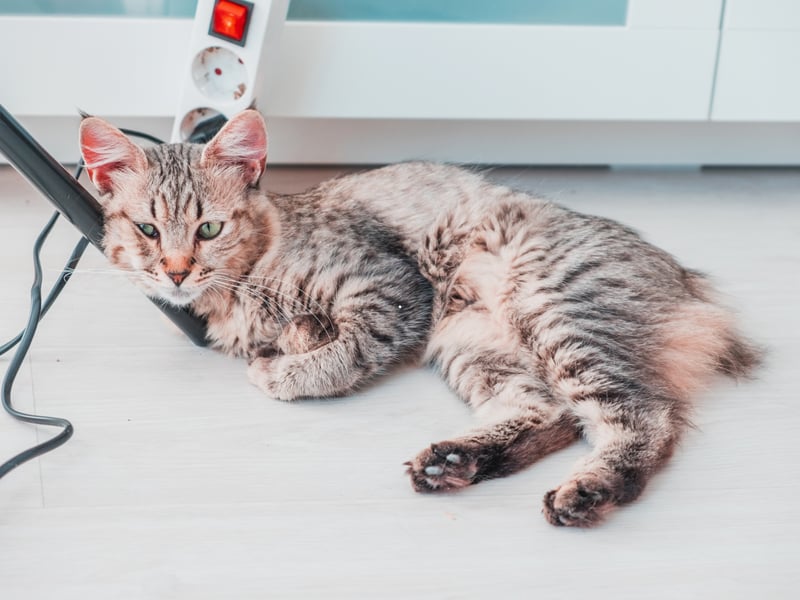 First bred in the Pacific Northwest, Pixie-bobs were selectively developed to resemble wild bobcats while remaining domestic pets. These muscular cats tend to weigh in at anything from 8–17 pounds.
