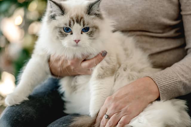 We're gonna need a bigger lap.