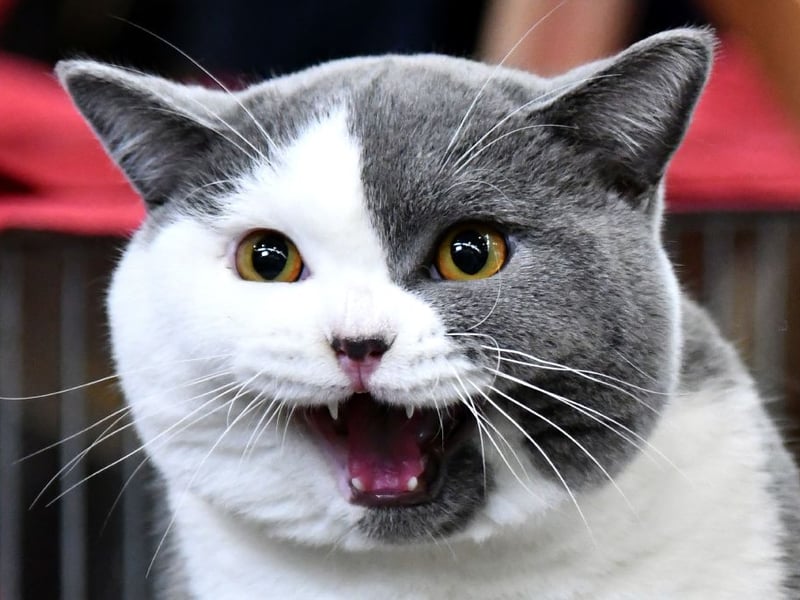 Thought to be descended from Roman-era cats brought to United Kingdom, British Shorthairs are sturdy, calm, and delightfully round-faced companions. Their dense coats and stocky builds contribute to average weights of 9–18 pounds.