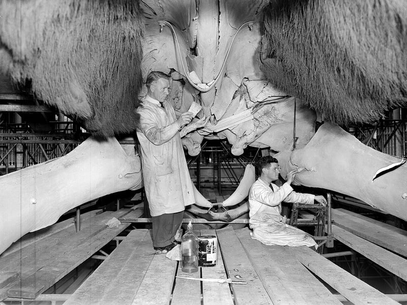 Whale skeletons being cleaned at the Royal Scottish Museum by Mr W Stirling and Mr S Gonigal using paintbrushes in April 1956.
