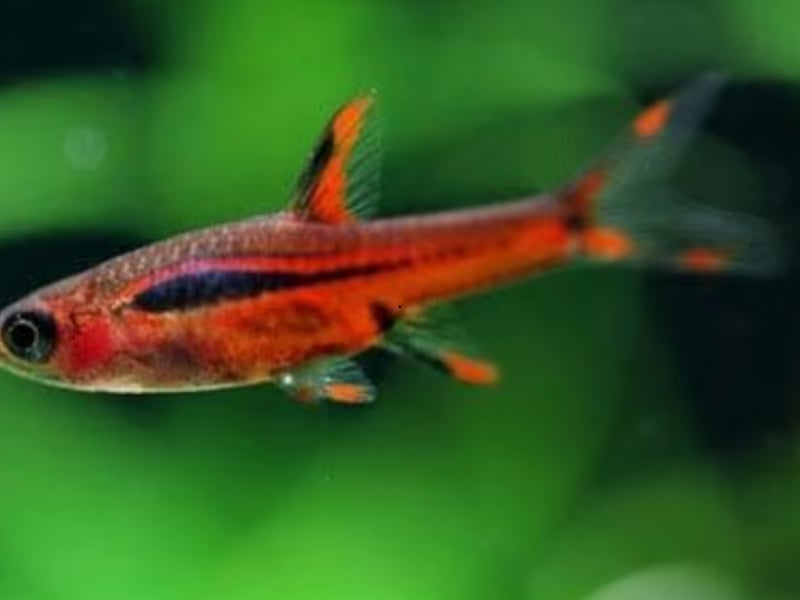 The Chili Rasbora is so small it's categorised as a nano fish - not even reaching a couple of centimetres in length. They are used to living in shallow water in the swamps of South West Borneo, Indonesia, so a small tank will be perfect for them to live.