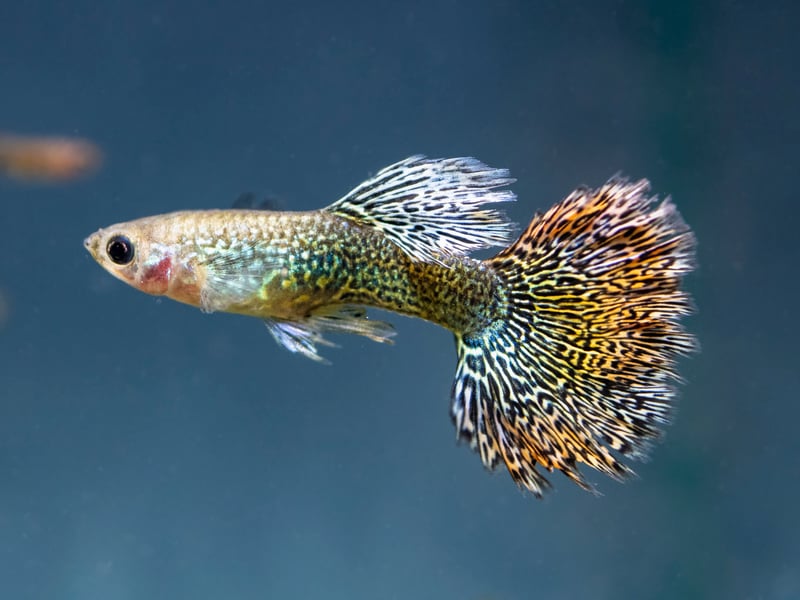 The beautiful Guppy is one of the most low maintenance tropical fish out there - and will happily live in a small aquarium amidst other species. Also known as the Millionfish or Rainbow fish - which have large multi-coloured tails and originally come from northeast South America. In common with some other common aquarium fish, they live-birth their young, rather than laying eggs. Many first time fish owners have been delighted to wake up one morning to find tiny Guppy babies have arrived overnight.