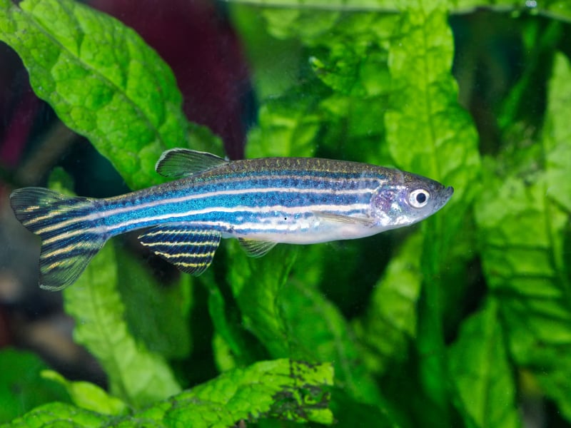 Also known as the Zebra Fish. the Zebra Danio is another schooling fish that doesn't need an enormous tank. Around six will happily live in smaller aquarium. These little fish from South Asia will eat pretty much anything so that's one less thing to worry about.