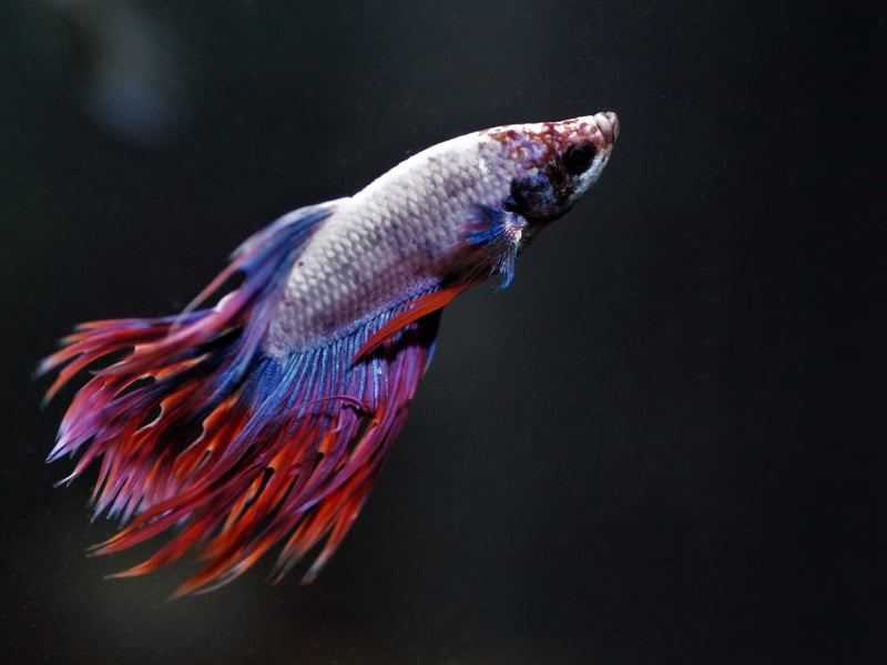 The Betta Fish is one of the best species to keep in a small aquarium as in their native Southeast Asia they live in the shallow muddy water of paddy fields - this is not a fish used to expansive clear waters. They are also very colourful but can be aggressive to other types of fish so are best kept by themselves.