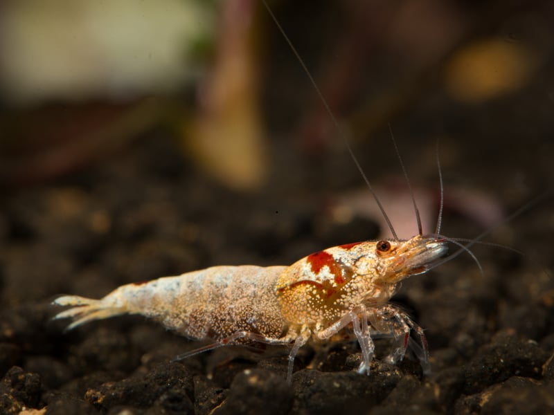 They may not strictly speaking be fish, but tiny Crystal Bee Shrimps make a great addition to any aquarium. It's fascinating to see the mscuttling around the bottom of the tank and they don't tend to bother the fish.