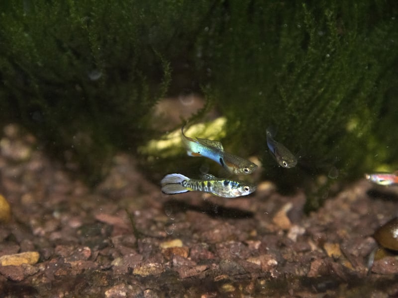 A couple of the pretty Endler’s Livebearer fish can be kept in a five litre tank. They come in a range of colours, from the silver females to the bright different hues of the male. Originally from Venezuela, they were once thought to be extict. If you go for this breed it's best to keep the ratio of males to females at 1:1 to endure a happy environment.