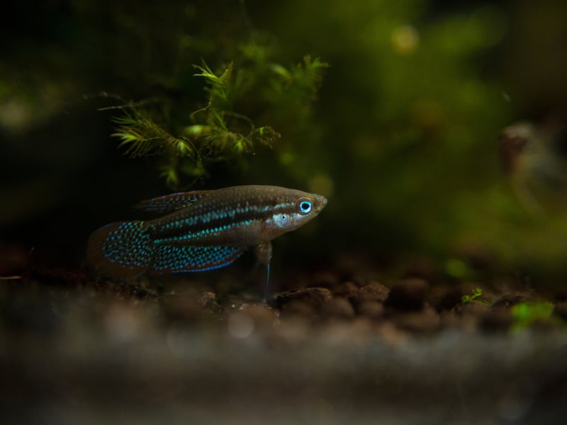 More than living up to its name is the half inch-long Sparkling Gourami, with a rainbow of colours glinting from its glitterball body. They are fine in a modestly-sized tank, although make sure you have some live vegetation for them to enjoy zipping between.