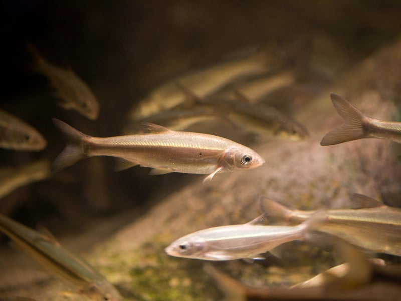 The evocatively-named White Cloud Mountain Minnow gets its moniker from where the originate - the picturesque White Cloud Mountain region in China. They school similarly to the Tetras but are a slightly more unusual aquarium resident and enjoy living in slightly cooler waters. They tend to swim near the surface of the water so don't need any great depth of tank.