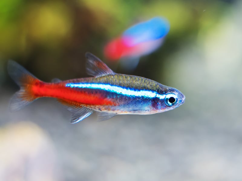 The Neon Tetra is the UK's (and probably the world's) most popular tropical fish and a great choice for a small tank. The tiny fish's bright red and blue colouring and ease of care are a winning combination for beginners. They originally come from backwater streams in the Amazon basin in South America. They are schooling fish so there should be a minimum of six in a tank - although with a small aquarium you'll not be wanting that many more.