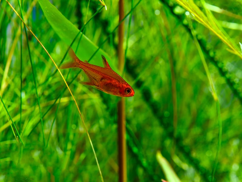 If you are looking for a decent-sized school of fish to dart around your small tank then the tiny Ember Tetra is worth consideration. Smaller than other tretras they are easy to look after and provide great colour for your aquarium.