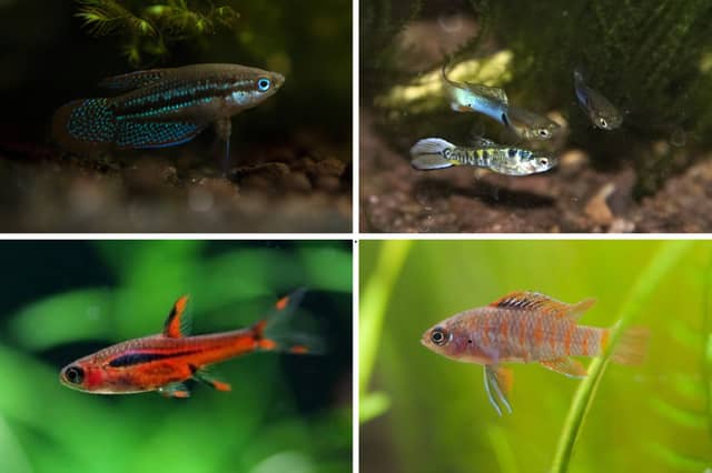 Some of the best tropical fish for small tanks.