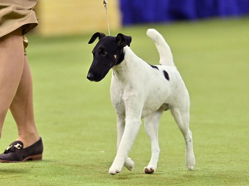 Fox Terriers were specifically bred to chase foxes underground during hunts. Their fearless temperament, energy, and prey instincts make digging an exciting and natural activity they enthusiastically repeat whenever possible.