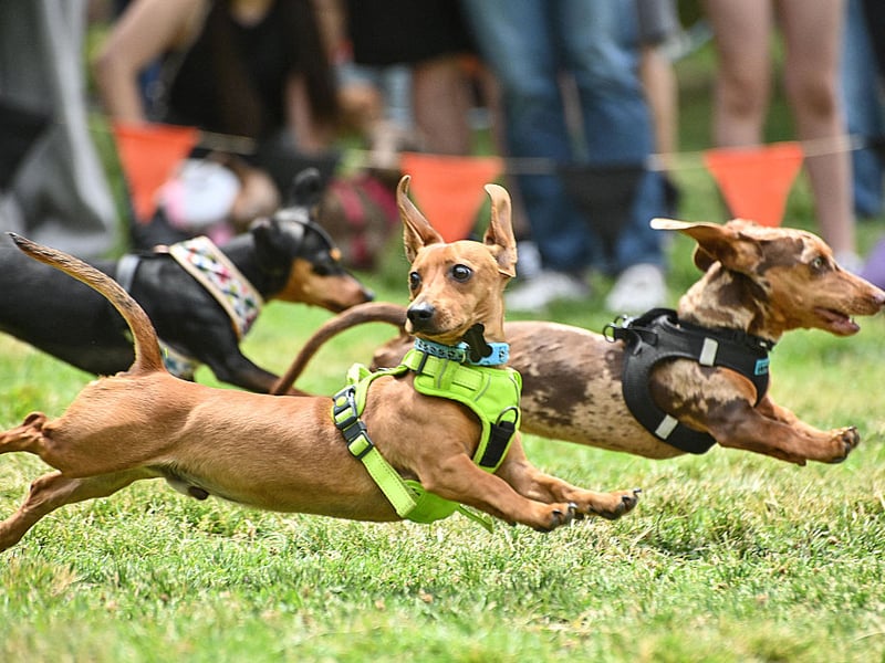 Whether long haired or short haired, Dachshund sausage dogs were bred to dig - with their shape and short legs perfect for burrowing for animals like badgers. 