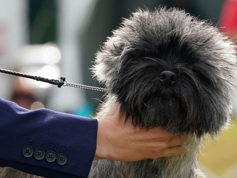 Another dog bred to hunt small animals - this time in Scotland - the Cairn Terrier doesn't need any excuse to dig. These pups are so full of energy that if you don't keep them entertained your garden will be the first to suffer.