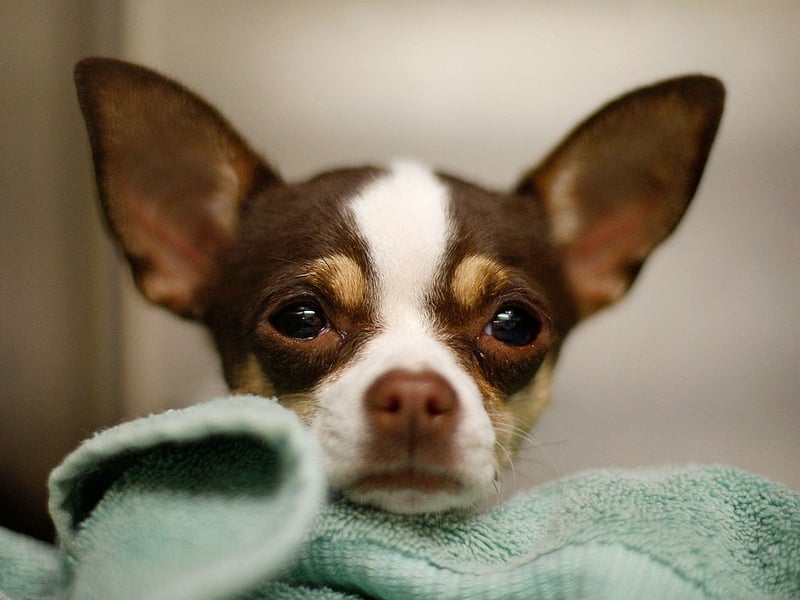Despite their tiny size, Chihuahuas often dig in blankets, furniture, and soil seeking warmth, comfort, or security. Their nesting instincts and lively personalities can produce surprisingly persistent digging behavior indoors and outside.