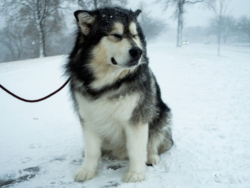 Like their Siberian Husky northern cousins, the Alaskan Malamutes dig holes in warm weather to stay cool. They also dig dens in cold weather to stay warm, so unless the temperature is completely to their liking, they're probably going to dig. 