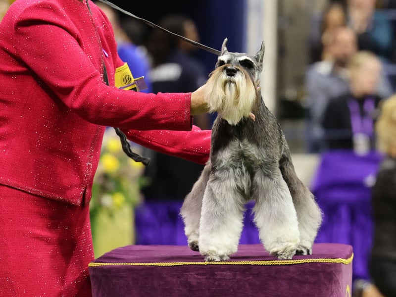 Originally used by German farmers for a variety of purposes, the Miniature Schnauzer is known as a world class ratter, adept at hunting down vermin. Woe betide any rodent who scurries into your garden, above or below ground, when one of these dogs is around. 