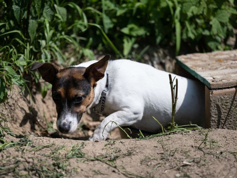Now most popular as a family pet, the Jack Russell Terrier was originally used to hunt foxes, including digging them out of hiding places beneath the earth. It's a habit they often come back to if bored. 