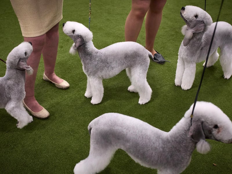 The Bedlington Terrier was originally bred to hunt rats down English coal mines. This means they feel at home at the bottom of a big hole, even if that means they have to dig their own.